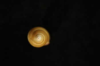 Media type: image; Malacology 202073   Description: apical;